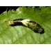 Tiger Swallowtail glaucus pupae SPECIAL PRICES!